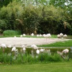 Flamingo Flock