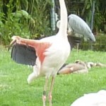 Flapping Flamingo