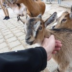 Cute Baby Goats