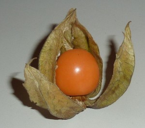 Physalis Opened Up