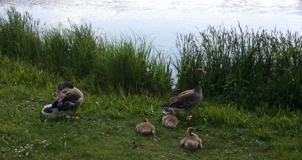 Park Duck-bird Creatures