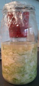 First Batch of Sauerkraut!