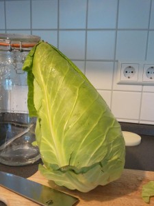 Cone-head Cabbage