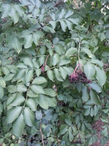 Delicious, delicious unknown berries